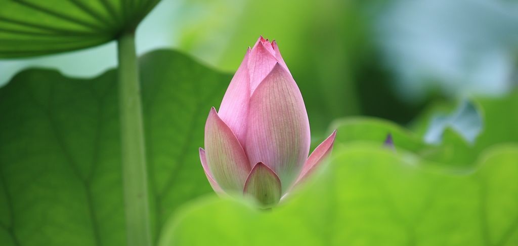 lotus flower, Pure Land Buddhism, Buddha